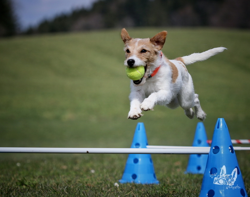 Hundebetreuung