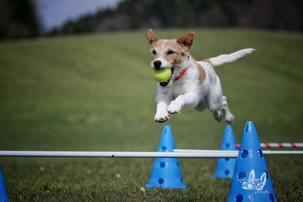 Hundebetreuung Dogsitting Zürich