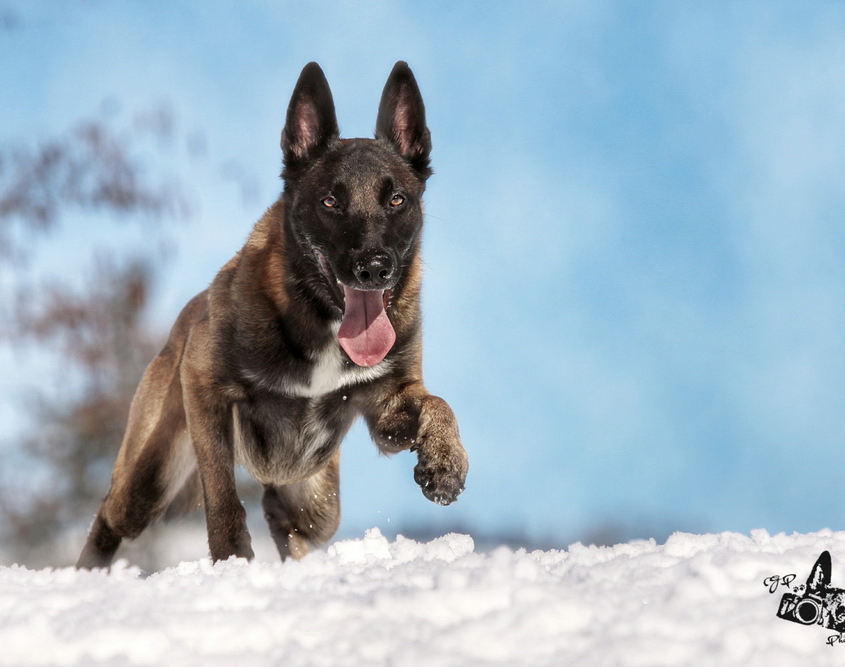 Spaziergang professionell Hundebetreuung