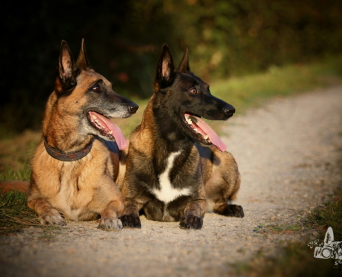 Hundebetreuung Zürich Zug Walkingdogs