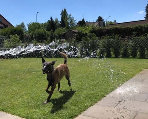 professionelle Hundetagesstätte